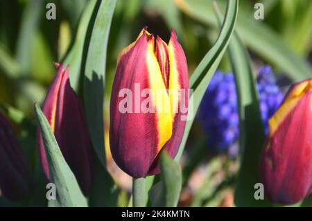 Geschlossen Rot/Gelb Tulipa Muvota (Slawa) Tulpenblumen im RHS Garden Harlow Carr, Harrogate, Yorkshire, England, UK angebaut. Stockfoto