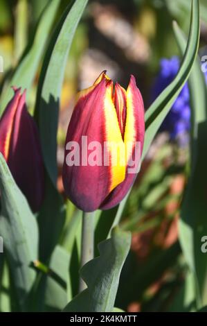 Geschlossen Rot/Gelb Tulipa Muvota (Slawa) Tulpenblumen im RHS Garden Harlow Carr, Harrogate, Yorkshire, England, UK angebaut. Stockfoto