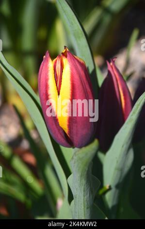 Geschlossen Rot/Gelb Tulipa Muvota (Slawa) Tulpenblumen im RHS Garden Harlow Carr, Harrogate, Yorkshire, England, UK angebaut. Stockfoto