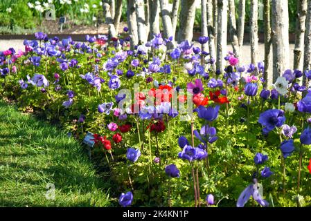 Bunte Anemone Coronaria 'De Caen Group Mix' (Mohn) Blumengrenze im RHS Garden Harlow Carr, Harrogate, Yorkshire, England, Großbritannien. Stockfoto