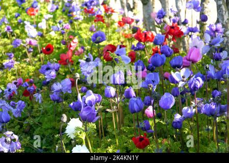 Bunte Anemone Coronaria 'De Caen Group Mix' (Mohn) Blumengrenze im RHS Garden Harlow Carr, Harrogate, Yorkshire, England, Großbritannien. Stockfoto