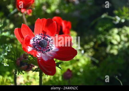 Einzelne rote Anemone-Coronaria aus der „De Caen Group Mix“ (Mohnblume)-Blume, die in der Grenze zu RHS Garden Harlow Carr, Harrogate, Yorkshire, England, Großbritannien, angebaut wird. Stockfoto