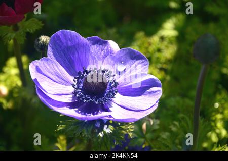 Single Lilic/Mauve Anemone Coronaria aus der „De Caen Group Mix“ (Mohnblume)-Blume, die in Border im RHS Garden Harlow Carr, Harrogate, Yorkshire, England, angebaut wird. Stockfoto