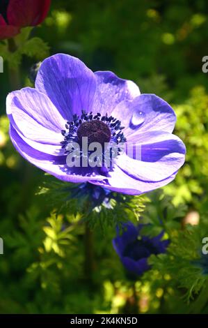 Single Lilic/Mauve Anemone Coronaria aus der „De Caen Group Mix“ (Mohnblume)-Blume, die in Border im RHS Garden Harlow Carr, Harrogate, Yorkshire, England, angebaut wird. Stockfoto