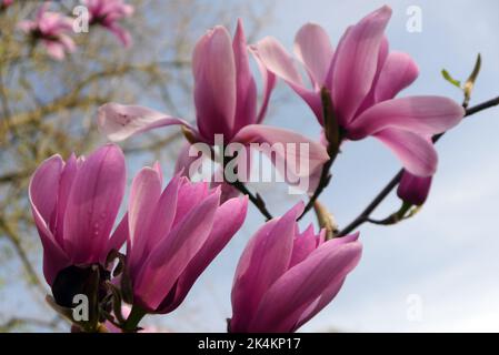 Pink Magnolia 'Caerhays Surprise' Flower RHS Garden Harlow Carr, Harrogate, Yorkshire, England, Großbritannien. Stockfoto