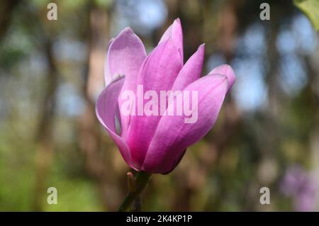 Single Pink Magnolia 'Caerhays Surprise' Flower RHS Garden Harlow Carr, Harrogate, Yorkshire, England, UK. Stockfoto