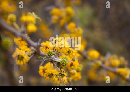 Detail der gelben Blüten der Akazie in der Serrana-Quelle in argentinien Stockfoto