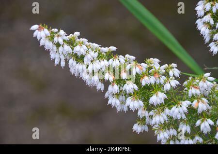 Single White Heather Erica x Darleyensis 'Silberschmelze' (geschmolzenes Silber) Blumen, die im RHS Garden Harlow Carr, Harrogate, Yorkshire, England, UK angebaut werden. Stockfoto