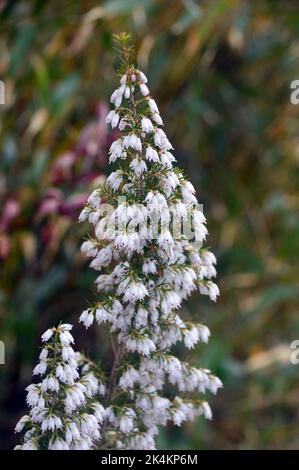 Single White Heather Erica x Darleyensis 'Silberschmelze' (geschmolzenes Silber) Blumen, die im RHS Garden Harlow Carr, Harrogate, Yorkshire, England, UK angebaut werden. Stockfoto