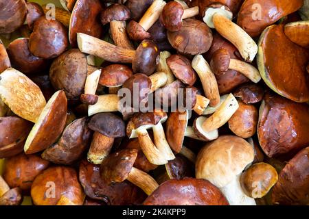 Frisch gepflückte Steinpilze Stockfoto