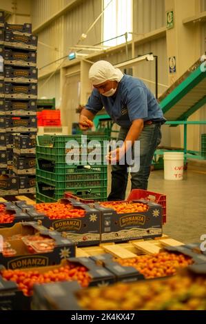 Ein Mann in einem Industrielager, der Tomaten in Kartons gelagert hat, nachdem er den Qualitätsprozess durchlaufen hat Stockfoto