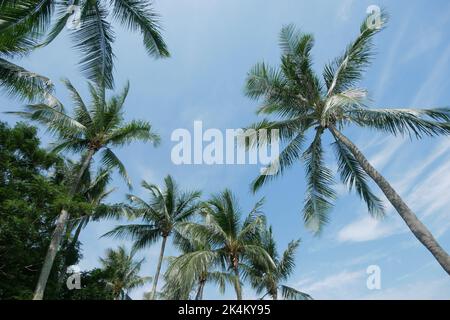 Blick auf den Kokosnussbaum vor dem blauen Himmel Stockfoto