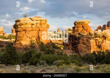 Cedar Mesa Sandsteinformationen im Devil's Garden im Needles District des Canyonlands National Park, Utah. Stockfoto