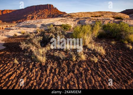 Kryptobiotische oder kryptogame Erdkruste mit White Rim Sandstein auf dem White Rim Trail im Canyonlands National Park, Utah. Stockfoto