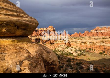 Cedar Mesa Sandsteinformationen im Devil's Garden im Needles District des Canyonlands National Park, Utah. Stockfoto