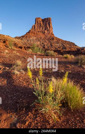 Prince's Federn blühen vor dem Airport Tower auf dem White Rim Trail im Canyonlands National Park, Utah. Stockfoto