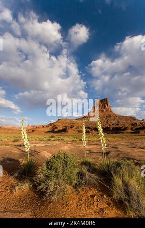 Yucca Pflanzen blühen vor dem Airport Tower auf dem White Rim Trail im Canyonlands National Park, Utah. Stockfoto