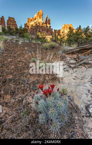 Ein Kaktus aus einem Klärbecher blüht in der kryptobiotischen Erdkruste im Needles District des Canyonlands National Park, Utah. Stockfoto