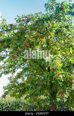 Leuchtend rote Krabbenäpfel, die an einem Baum hängen. Herefordshire England, Großbritannien. September 2022. Stockfoto