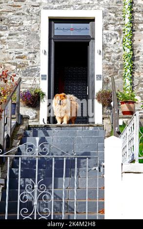 Ein Hund, der in einer Wohnstraße an der Westküste Schottlands in Mallaig, Morar, Schottland, Vereinigtes Königreich, in einer Tür steht Stockfoto