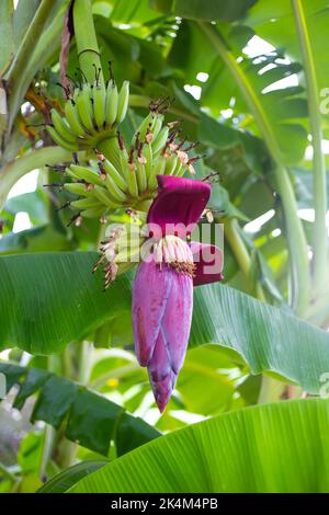 Große burgunderrote Bananenblume mit kleinen Früchten auf einem Baum in den Tropen. Stockfoto