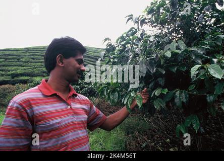 Malaysia. Landwirtschaft. Mann, der Kaffee auf der Plantage kontrolliert. Cameron Highlands. Stockfoto