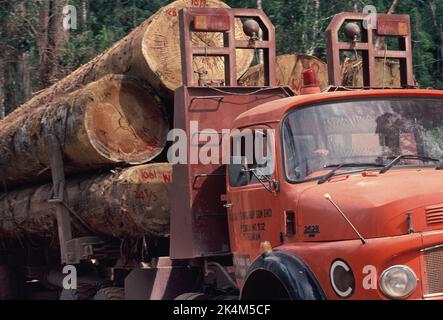 Malaysia. Sabah. Nahaufnahme eines mit Holzstämmen beladenen Holzfällers. Stockfoto