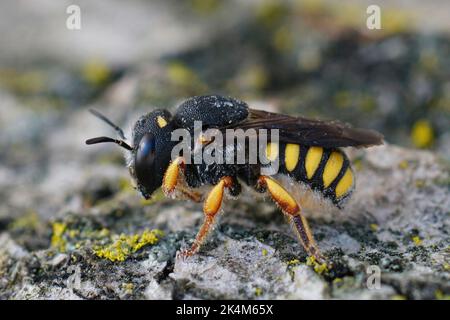 Detaillierte Nahaufnahme einer weiblichen mediterranen kleinen Schwarzschwanzbiene, kleinwühliger Einsiedler Biene, Pseudoanthidium melanurum Stockfoto