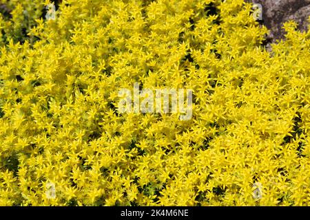 Beißende Stonecrop (Sedum acre) Blumen. Stockfoto