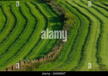 Frische Silage auf Feldern in der Nähe von Maiden Castle, Dorset Stockfoto