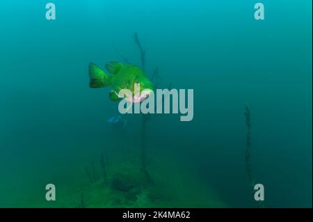 Isolierte große Mund Bass micropterus salmoides Schwimmen in grünem Süßwasser Stockfoto