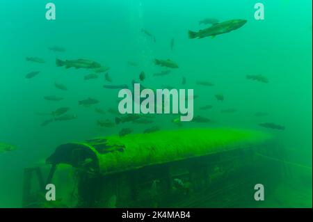 Regenbogenforelle Oncorhynchus mykiss, die mit einem Taucher über einem gelben Schulbus schwimmt Stockfoto