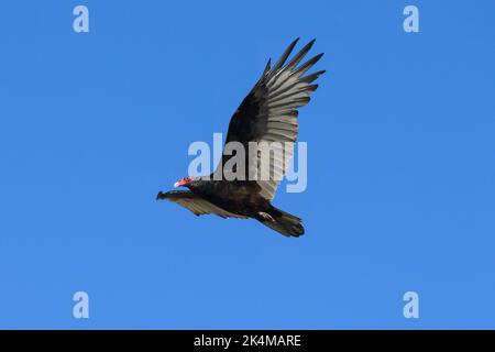 Putengeier mit rotem Kopf und schwarzen Federn, die in isolierter Haltung gegen den klaren blauen Himmel emporragen Stockfoto