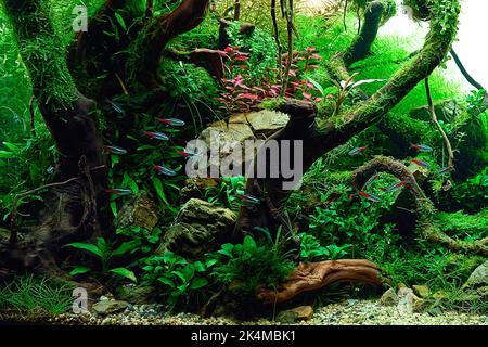 Aquascaped Süßwasseraquarium mit Neonfischschule, lebenden Pflanzen, Frodo-Steinen und Redmoor-Wurzeln. Aquascape im Dschungelstil. Microsorum Trident, verschiedene Rotala, anubias, Moos. Stockfoto