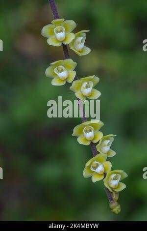 Nahaufnahme der winzigen gelben und weißen Chiloschista viridiflava epiphytische Orchideenarten blüht im tropischen Garten im Freien auf natürlichem Hintergrund Stockfoto