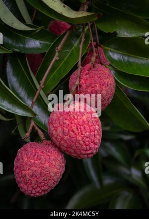 Nahaufnahme der leckeren süßen und saftigen Litschi-Frucht alias litchi chinensis auf einem Baum Zweig erwartet Ernte in der natürlichen Umgebung, Thailand Stockfoto
