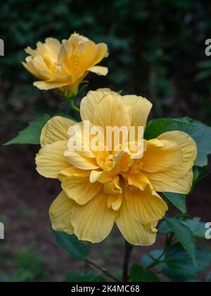 Nahaufnahme der leuchtend goldgelben Doppel-Hibiskus rosa sinensis-Blüten, die im Garten auf dunklem, natürlichem Hintergrund blühen Stockfoto
