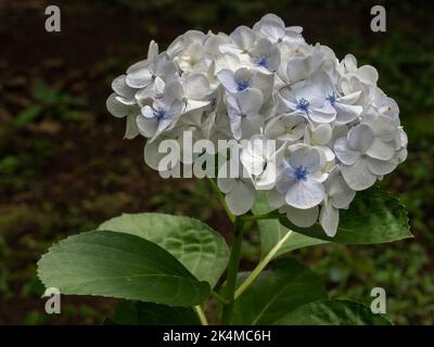 Nahaufnahme von hellen weißen und hellblauen Hortensien-Macrophylla-Blüten, die im Sonnenlicht auf dunklem natürlichem Hintergrund im Garten isoliert sind Stockfoto