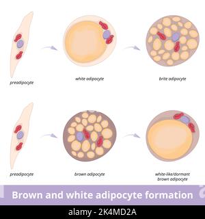 Braune und weiße Adipozytenbildung. Prozess der verschiedenen Arten der Fettzellentwicklung einschließlich brite und ruhenden oder weiß-ähnlichen Fettzellen. Stock Vektor
