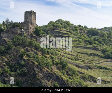 Burg Gutenfels (Burg Caub) und Weinberge am Rheinufer, Deutschland Stockfoto