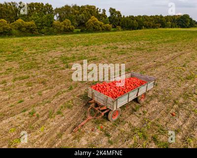 Ein landwirtschaftlicher Anhänger auf einem Feld voller hokkaido, von der Seite aus der Luft gesehen Stockfoto