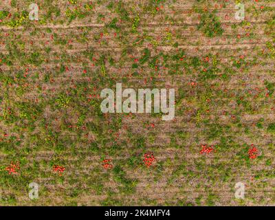 Haufen roter und oranger Kürbisse auf einem Feld während der Ernte in Deutschland Stockfoto