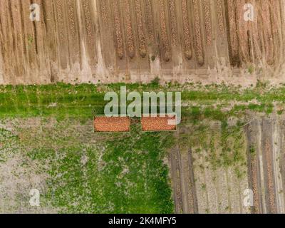 Luftaufnahme von zwei Aufliegern mit Zwiebeln von oben auf einem Feld neben einer Feldstraße, Hessen, Deutschland Stockfoto