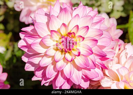 Eine Nahaufnahme einer rosa Dahlia in voller Blüte in der Sonne Stockfoto