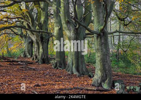Eine Reihe von gewöhnlichen Buchen (fagus sylvatica) im Herbst Stockfoto