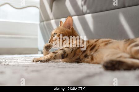 Eine schöne Bengalkatze liegt auf dem Boden in einem gemütlichen, hellen Raum am Fenster. Stockfoto