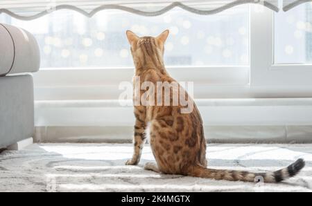 Eine schöne Bengalkatze sitzt auf dem Boden in einem gemütlichen, hellen Raum am Fenster. Stockfoto