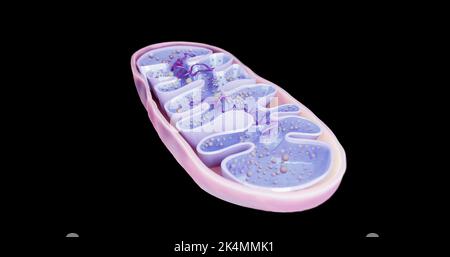 Mitochondrien, zelluläre Organellen, produzieren Energie, Zellenergie und Zellatmung, DNA, 3D-Rendering Illustration Stockfoto