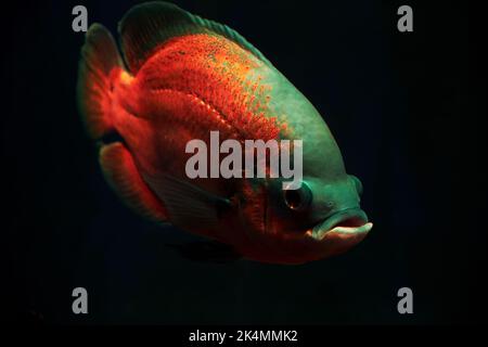 Leuchtend rote Astronotus Fische tief im dunklen Meerwasser. Neonlichter. Tiere in freier Wildbahn Stockfoto