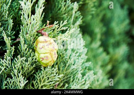 Thuja Baum grüne Zweige Hintergrund mit Samen und Blume. Abstrakte Natur Hintergründe Stockfoto